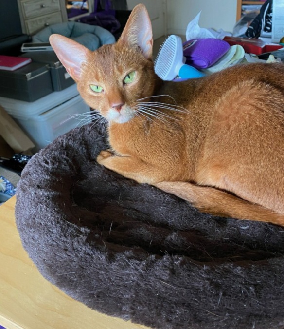 Maura, a Adopted Abyssinian in Whittier, CA image 2/2