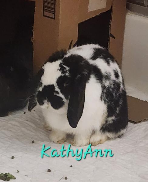 Enlarge Kathy Ann, a Adoptable Mini Lop in Kalamazoo, MI image 1/5