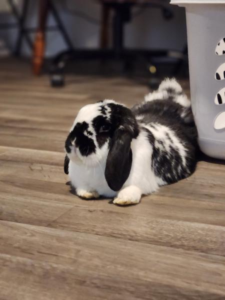 Kathy Ann, Adoptable, Adult Female Mini Lop.