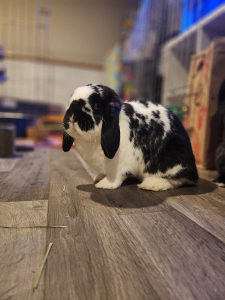 Enlarge Kathy Ann, a Adoptable Mini Lop in Kalamazoo, MI image 3/5