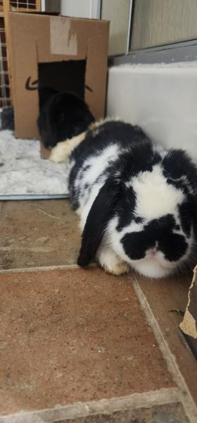 Enlarge Kathy Ann, a Adoptable Mini Lop in Kalamazoo, MI image 4/5