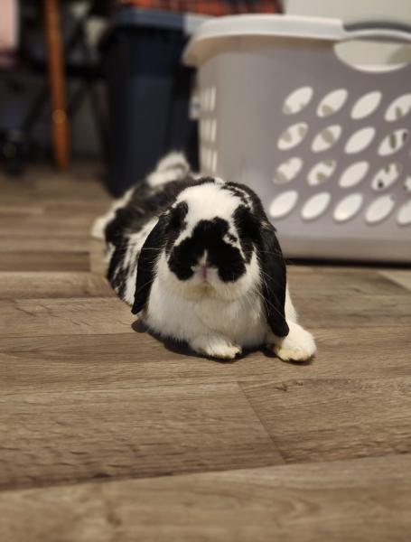 Kathy Ann, Adoptable, Adult Female Mini Lop.