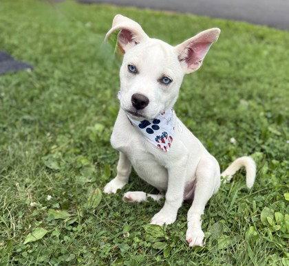Enlarge Puppy Yuppy, a Adoptable Siberian Husky in Midland, VA image 1/1