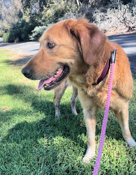 Enlarge Suzie Q, a Adoptable Golden Retriever in Los Angeles, CA image 5/5
