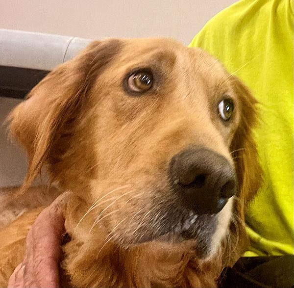 Enlarge Suzie Q, a Adoptable Golden Retriever in Los Angeles, CA image 2/5
