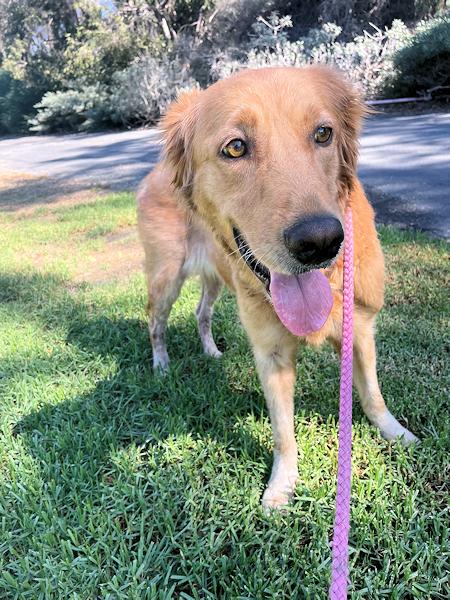 Enlarge Suzie Q, a Adoptable Golden Retriever in Los Angeles, CA image 4/5