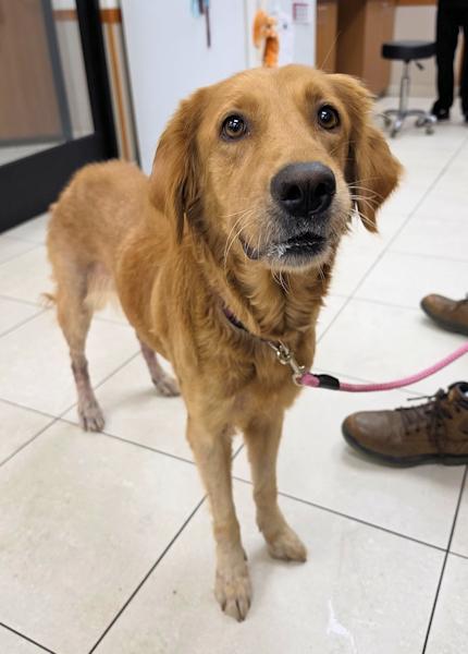 Enlarge Suzie Q, a Adoptable Golden Retriever in Los Angeles, CA image 3/5