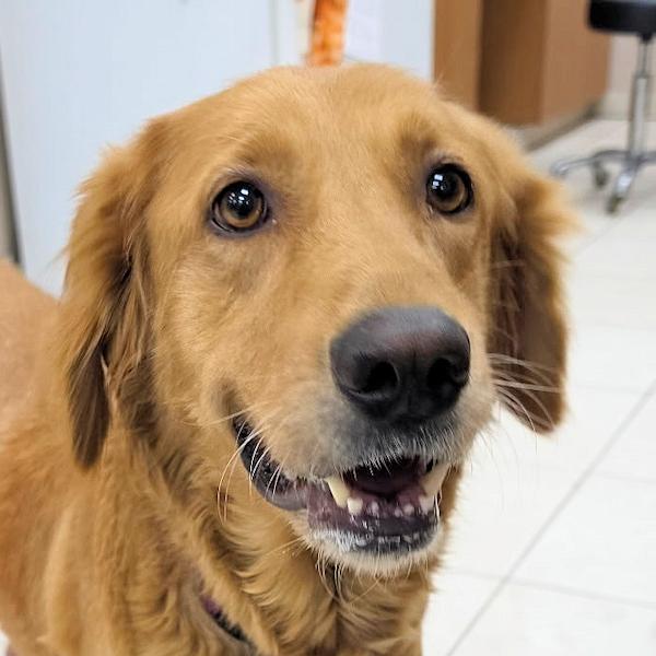 Suzie Q, Adoptable, Adult Female Golden Retriever.