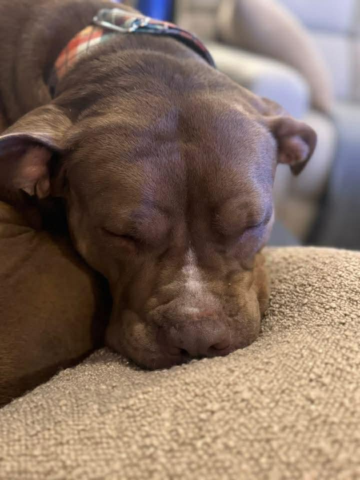 Miss Libby , ADOPTABLE, Adult Female American Bulldog.