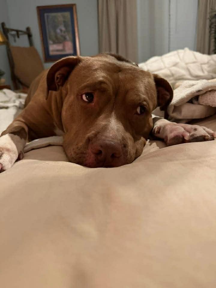 Enlarge Miss Libby , a ADOPTABLE American Bulldog in Marlton, NJ image 2/4