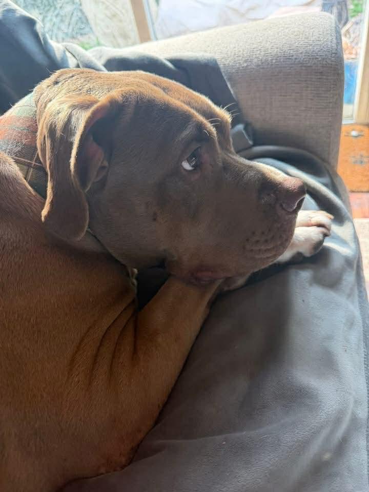 Enlarge Miss Libby , a ADOPTABLE American Bulldog in Marlton, NJ image 3/4