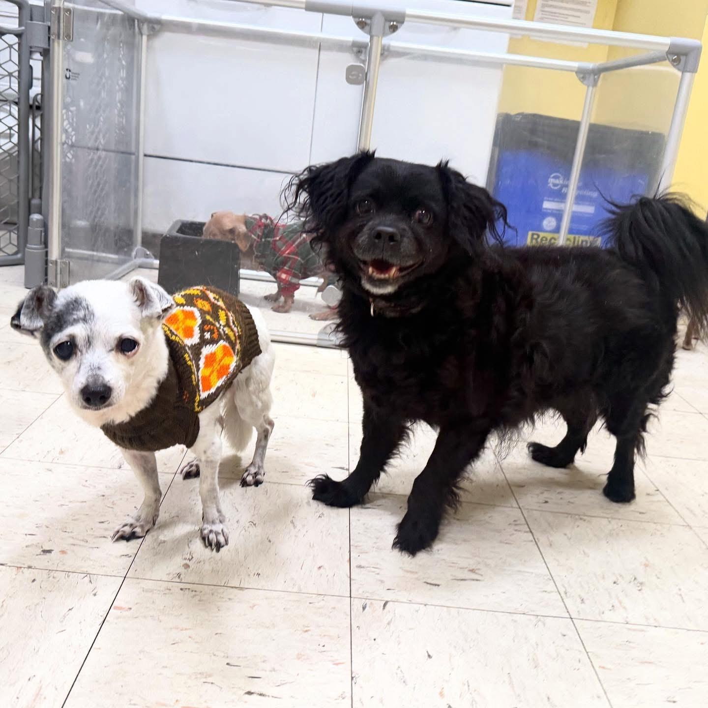 Enlarge Khloe, a ADOPTABLE mixed breed in Foster, RI image 3/5