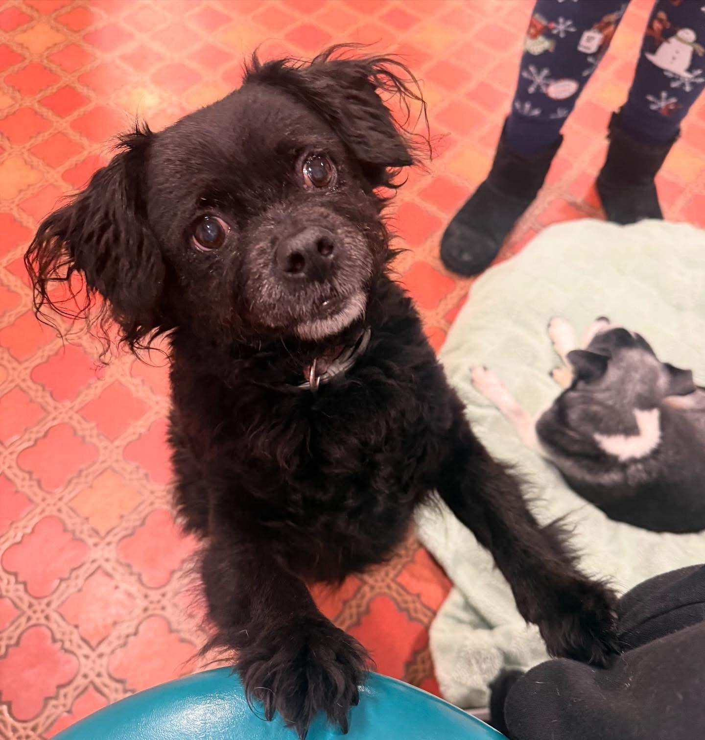 Enlarge Khloe, a ADOPTABLE mixed breed in Foster, RI image 4/5