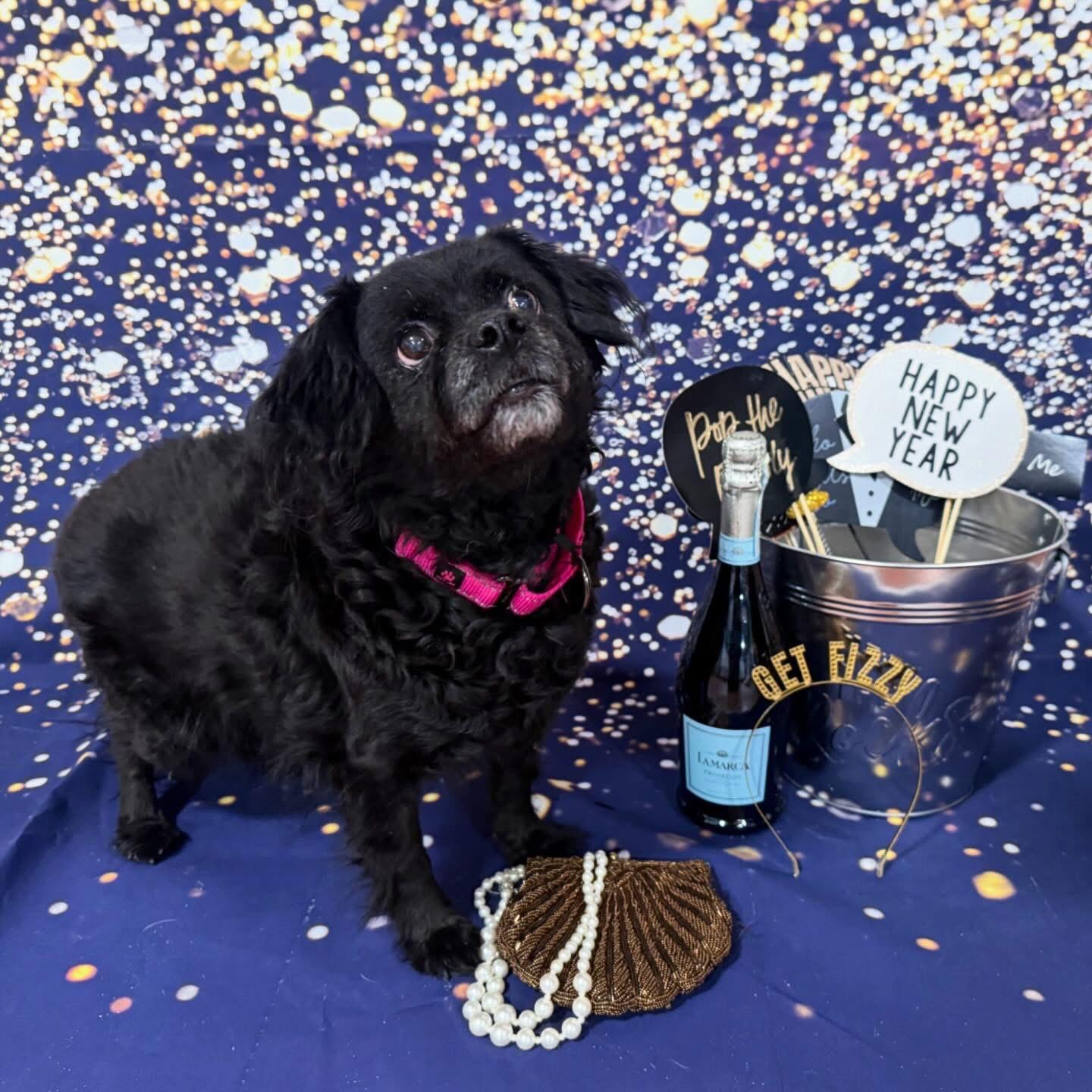 Enlarge Khloe, a ADOPTABLE mixed breed in Foster, RI image 5/5