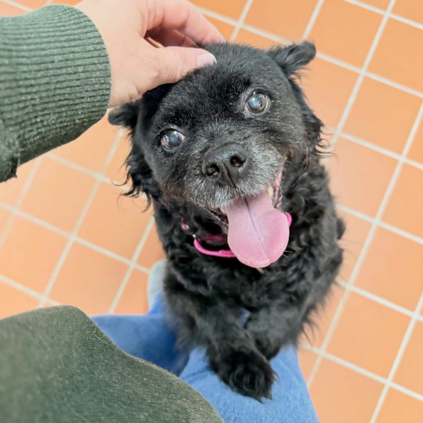 Enlarge Khloe, a ADOPTABLE mixed breed in Foster, RI image 1/5