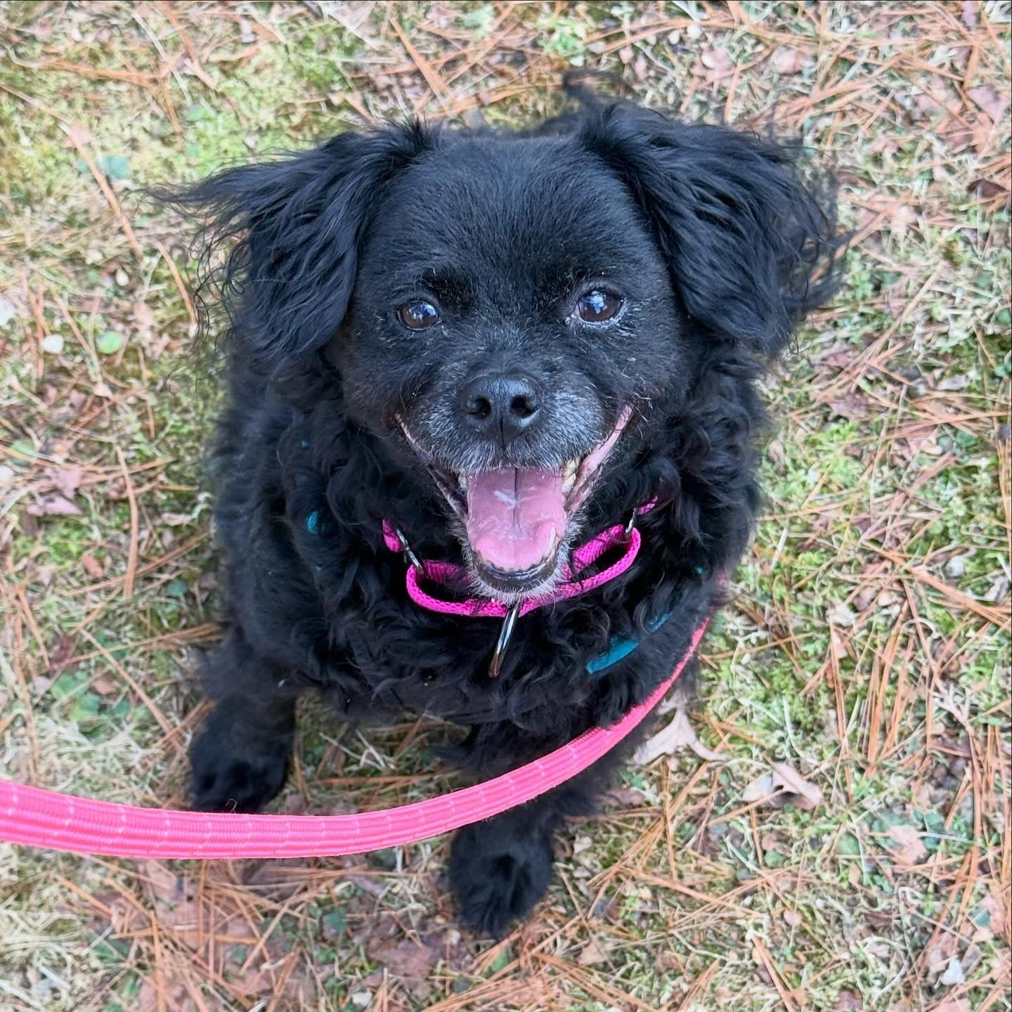 Enlarge Khloe, a ADOPTABLE mixed breed in Foster, RI image 2/5