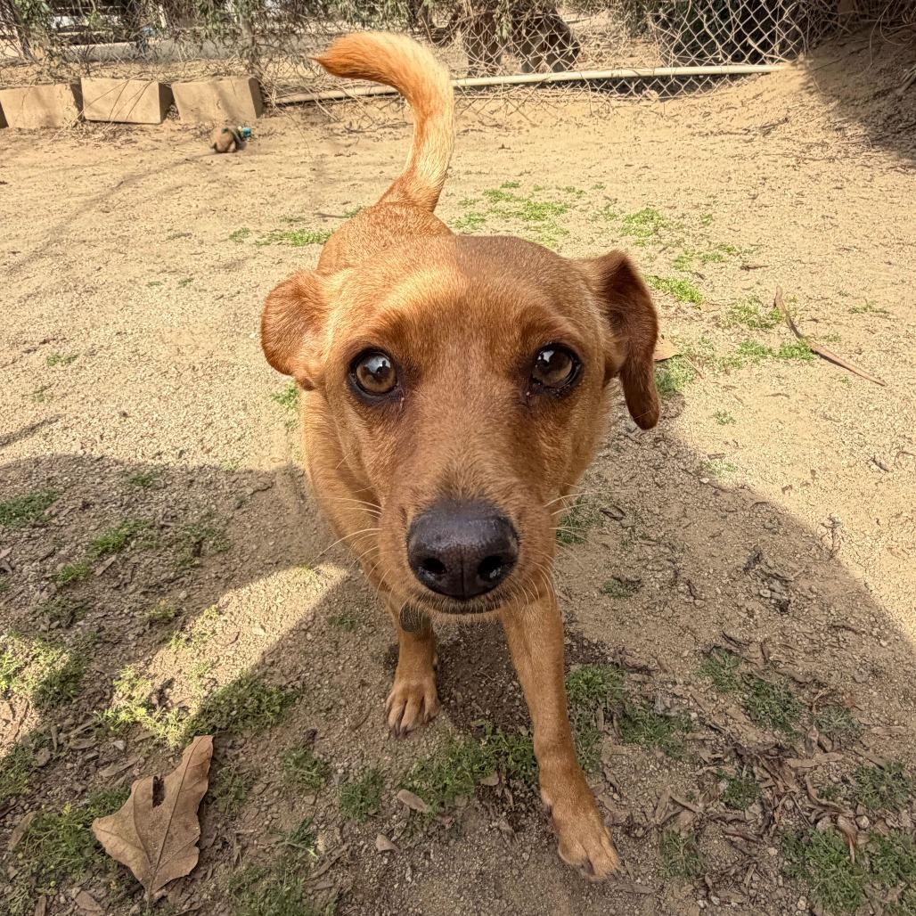 Pepita, Adoptable, Adult Female Chihuahua & Mixed Breed.
