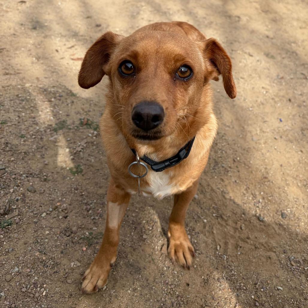 Enlarge Pepita, a Adoptable mixed breed in Riverside, CA image 2/5
