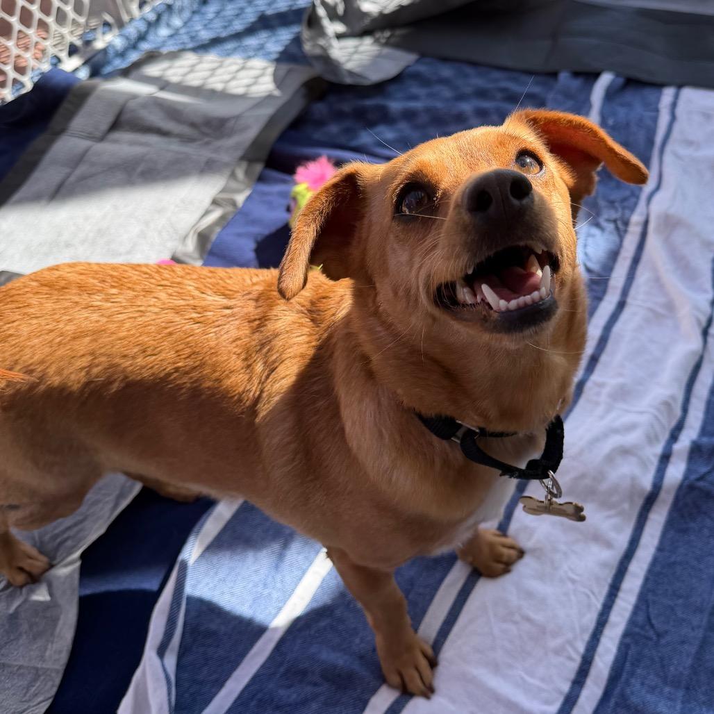 Enlarge Pepita, a Adoptable mixed breed in Riverside, CA image 3/5