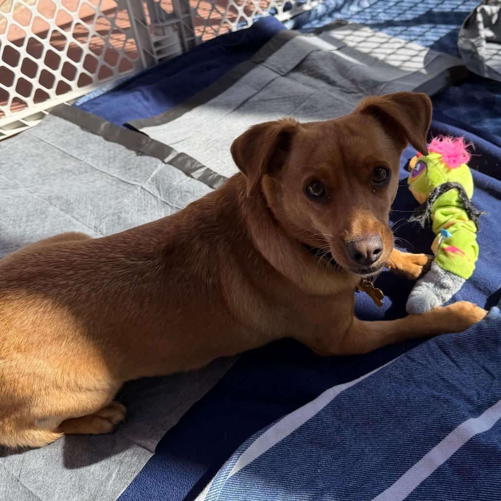 Enlarge Pepita, a Adoptable mixed breed in Riverside, CA image 4/5
