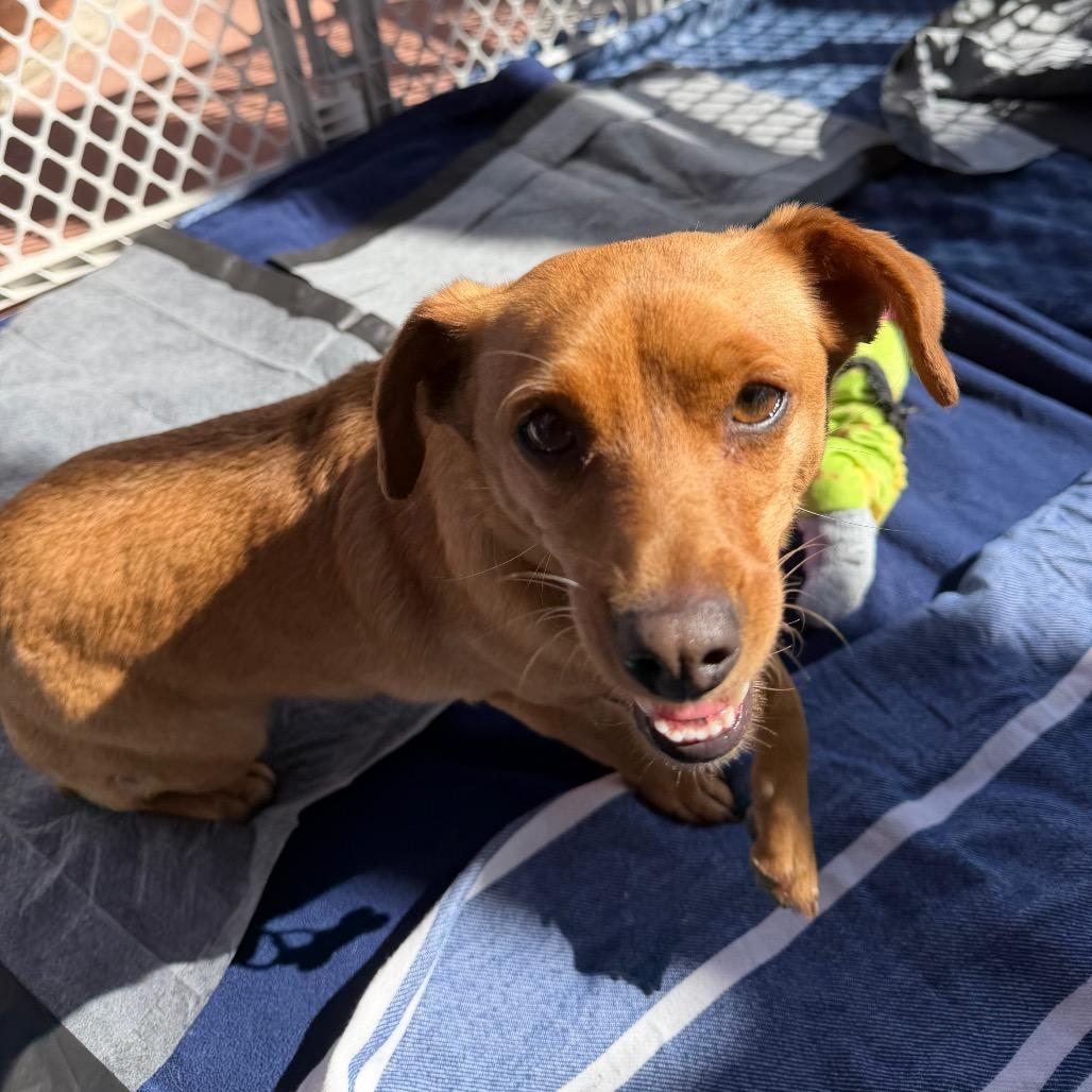 Enlarge Pepita, a Adoptable mixed breed in Riverside, CA image 5/5