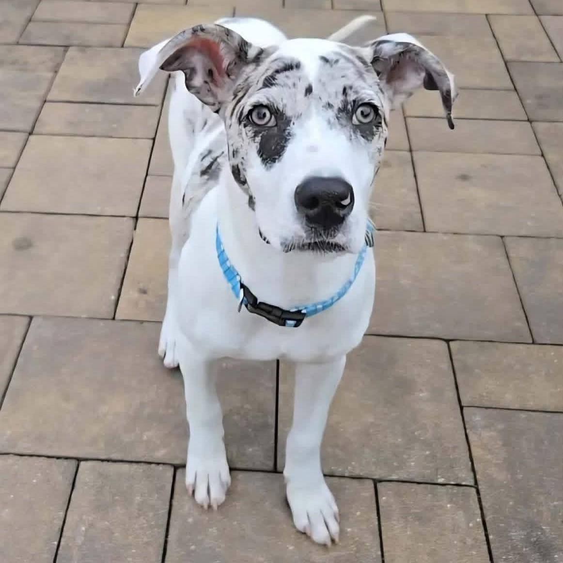 Peanut, ADOPTABLE, Puppy Male Catahoula Leopard Dog & Mixed Breed.