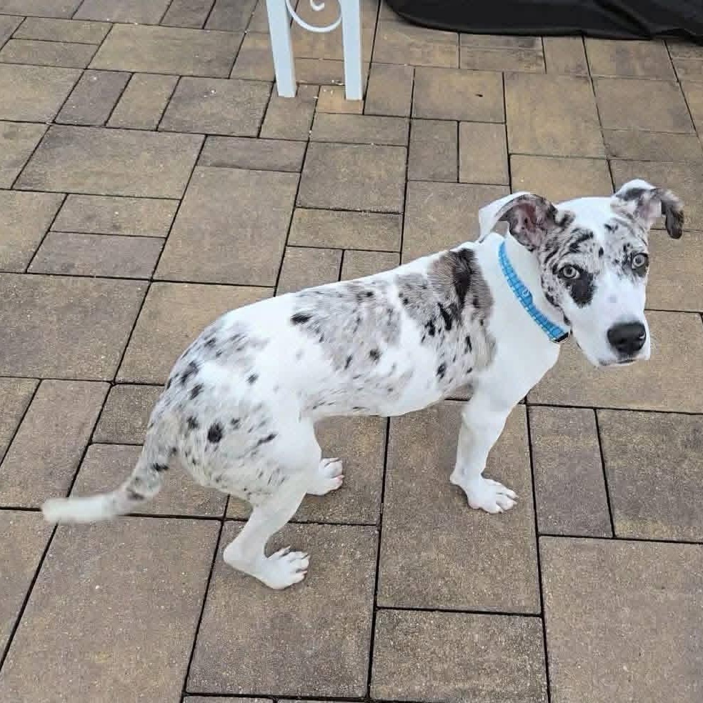 Enlarge Peanut, a ADOPTABLE mixed breed in Yaphank, NY image 4/6