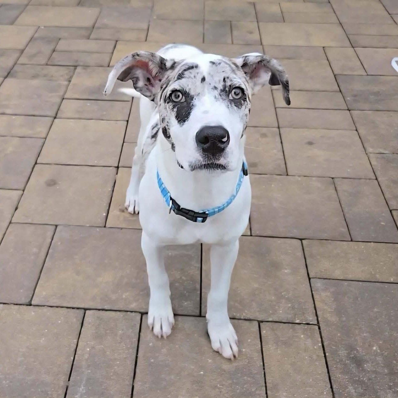 Enlarge Peanut, a ADOPTABLE mixed breed in Yaphank, NY image 5/6