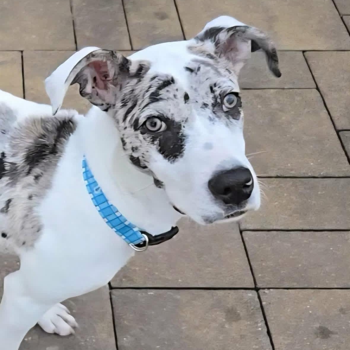 Enlarge Peanut, a ADOPTABLE mixed breed in Yaphank, NY image 6/6