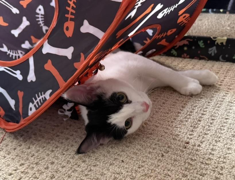 Bella, Adoptable, Young Female Domestic Short Hair.