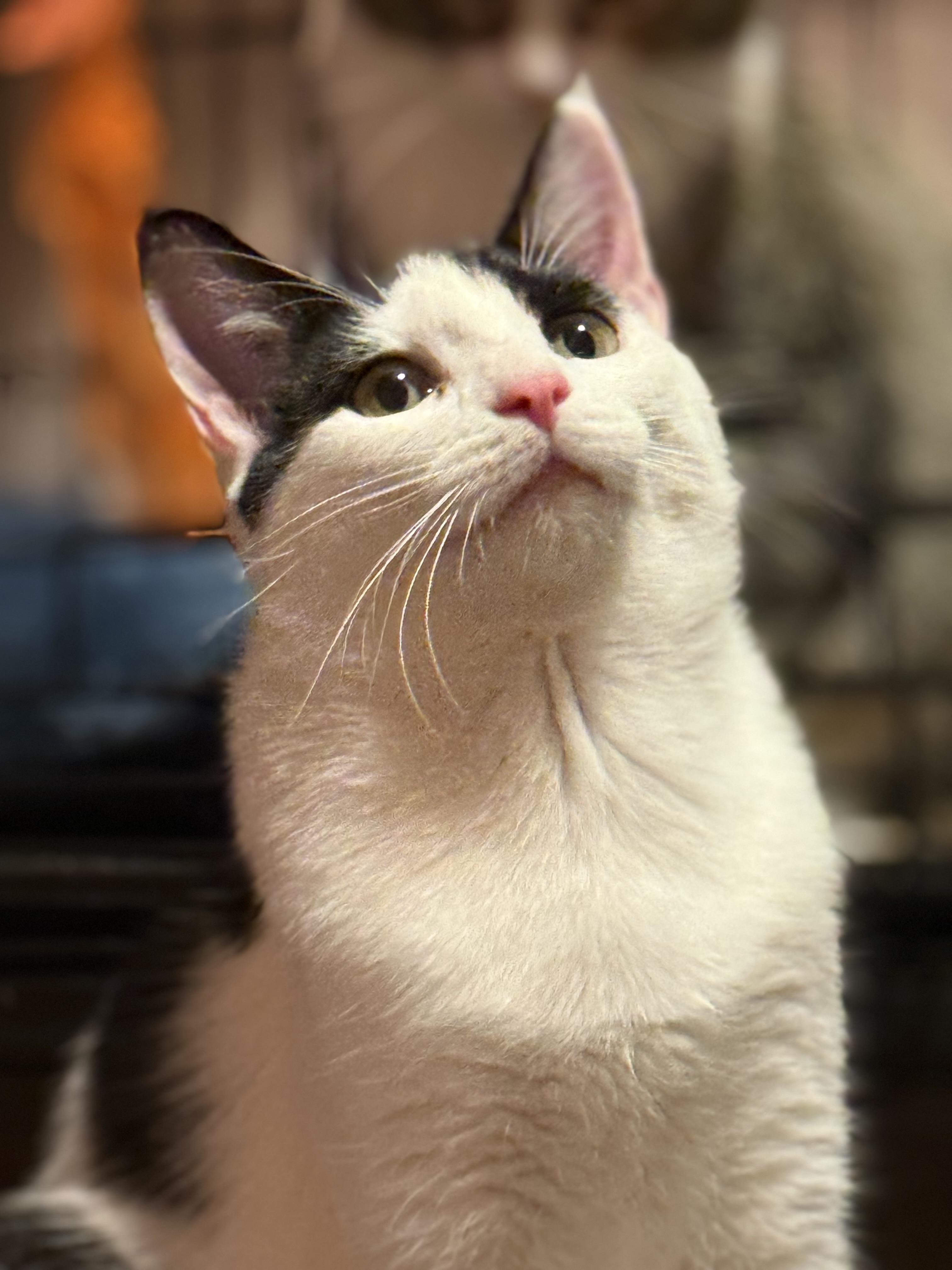 Bella, Adoptable, Young Female Domestic Short Hair.