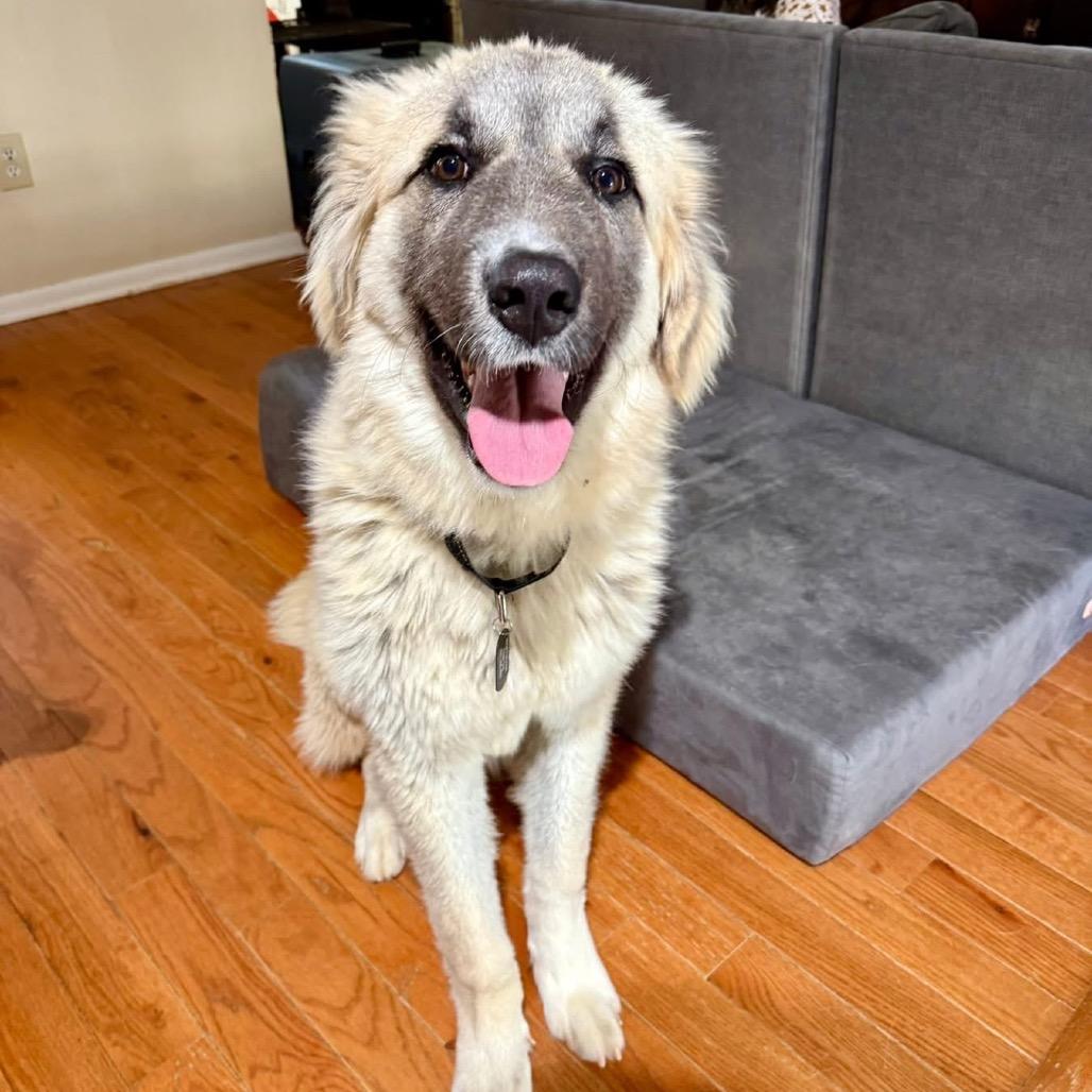 Teddy, Adoptable, Young Male Anatolian Shepherd & Great Pyrenees.