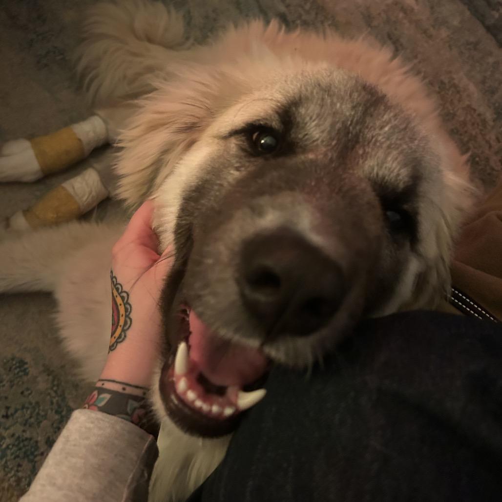 Enlarge Teddy, a Adoptable mixed breed in Fairfax, VA image 3/6