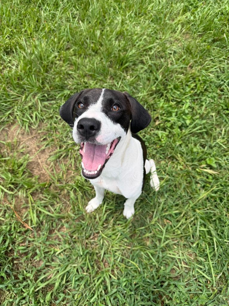 Enlarge WILLOW, a Adoptable Pointer in Marianna, FL image 1/3