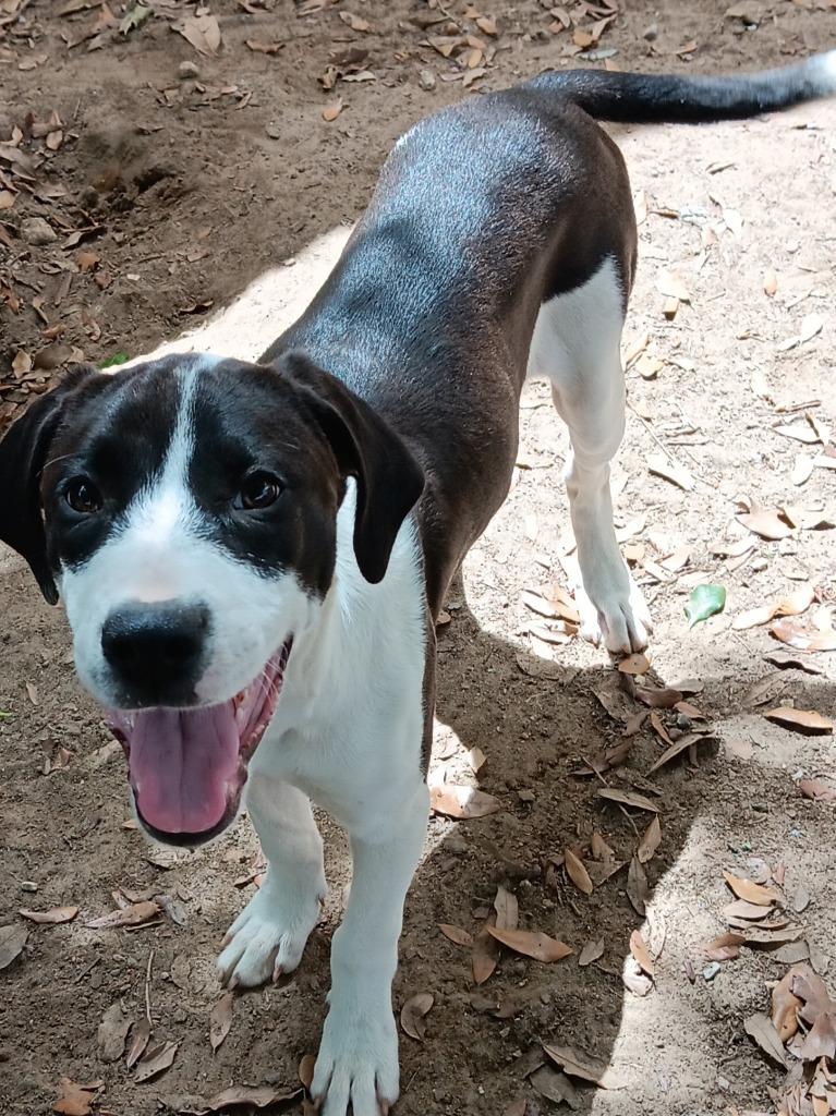 WILLOW, Adoptable, Puppy Female Pointer.