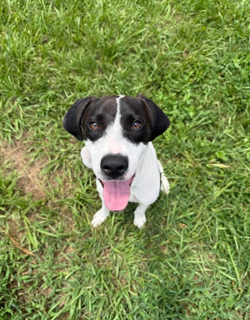 Enlarge WILLOW, a Adoptable Pointer in Marianna, FL image 3/3
