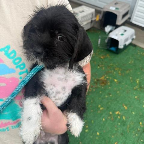 Ario, Adoptable, Puppy Male Terrier & Mixed Breed.