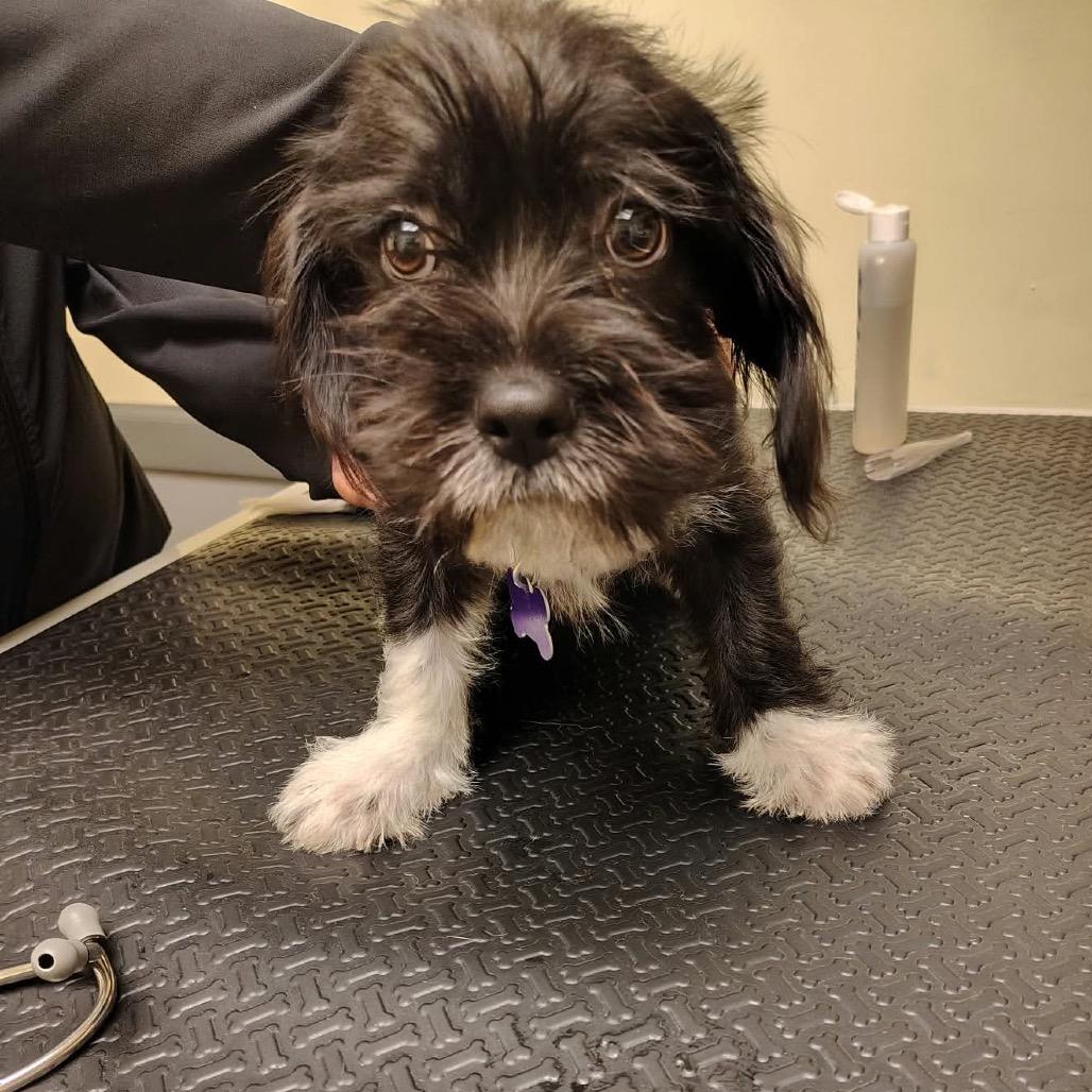 Enlarge Ario, a Adoptable mixed breed in Chicago, IL image 3/6