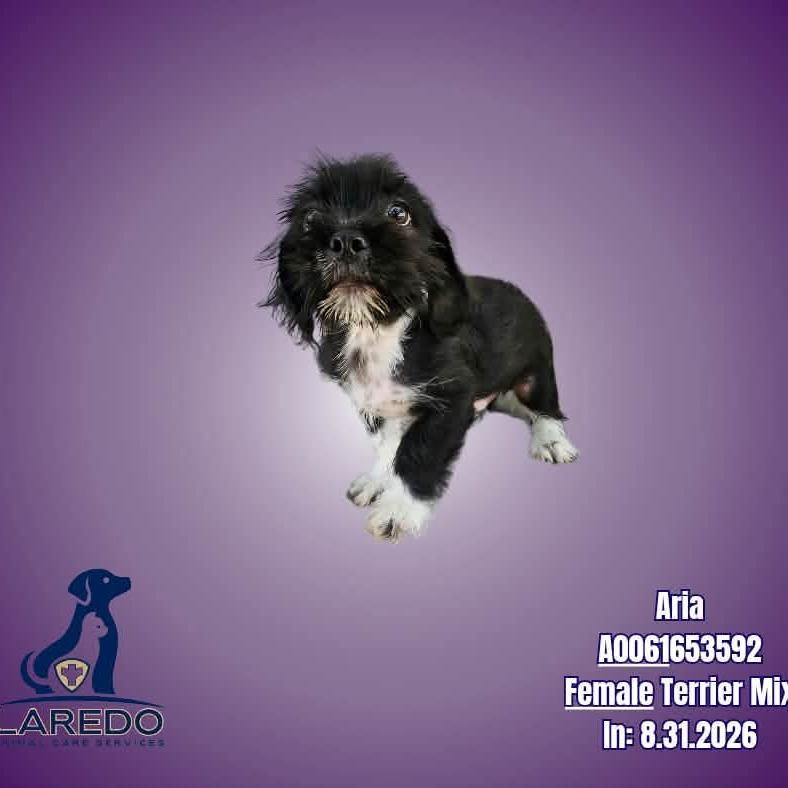 Enlarge Ario, a Adoptable mixed breed in Chicago, IL image 4/6