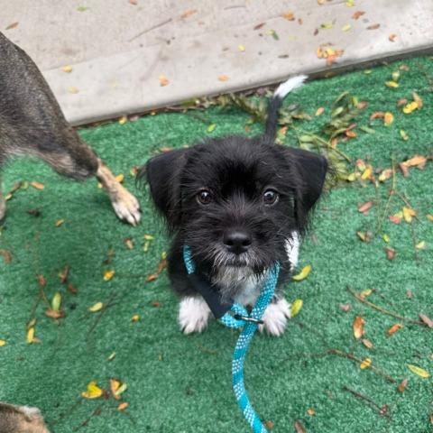 Enlarge Ario, a Adoptable mixed breed in Chicago, IL image 5/6