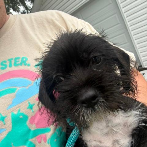 Enlarge Ario, a Adoptable mixed breed in Chicago, IL image 6/6