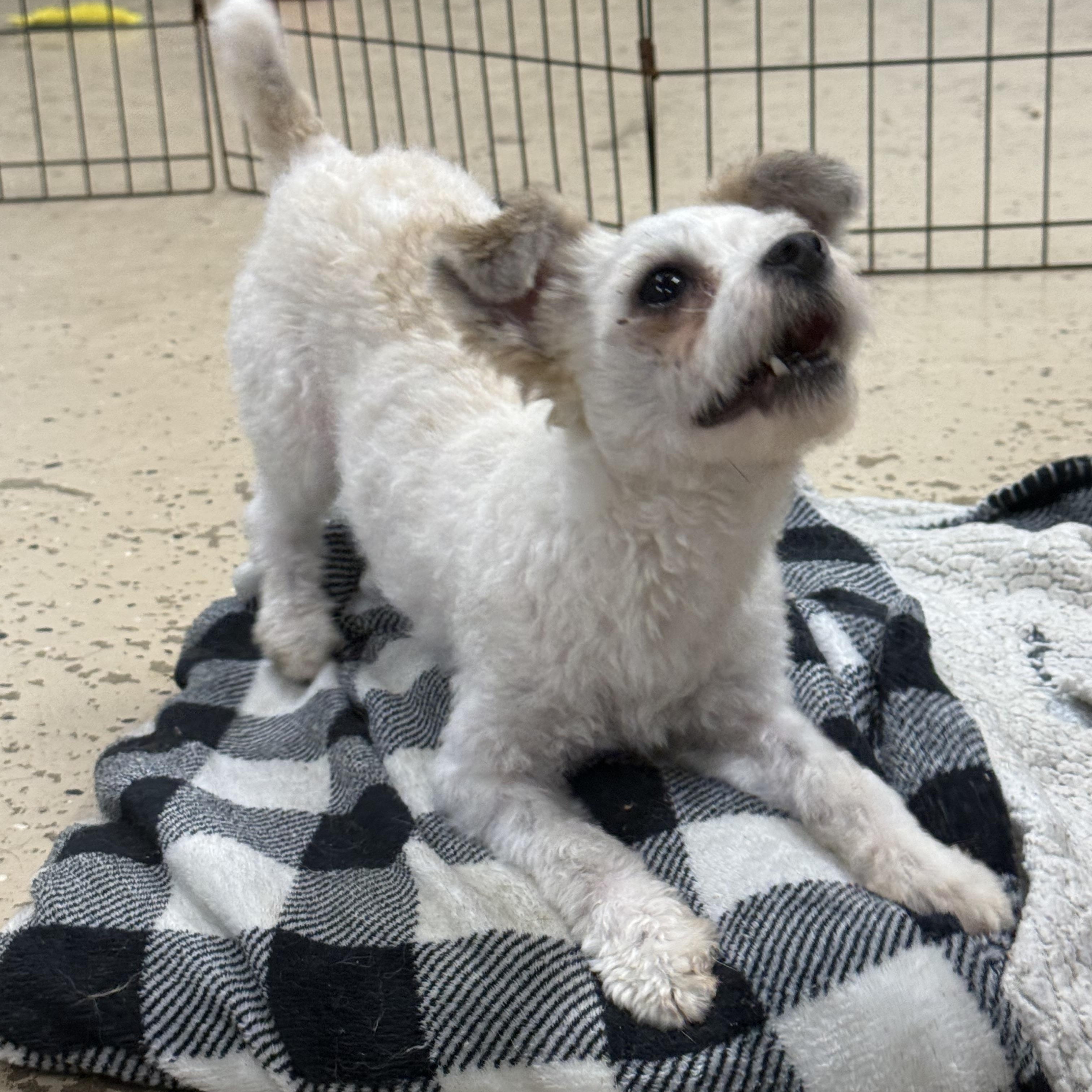 Enlarge Pigeon, a Adoptable mixed breed in Indianapolis, IN image 3/6