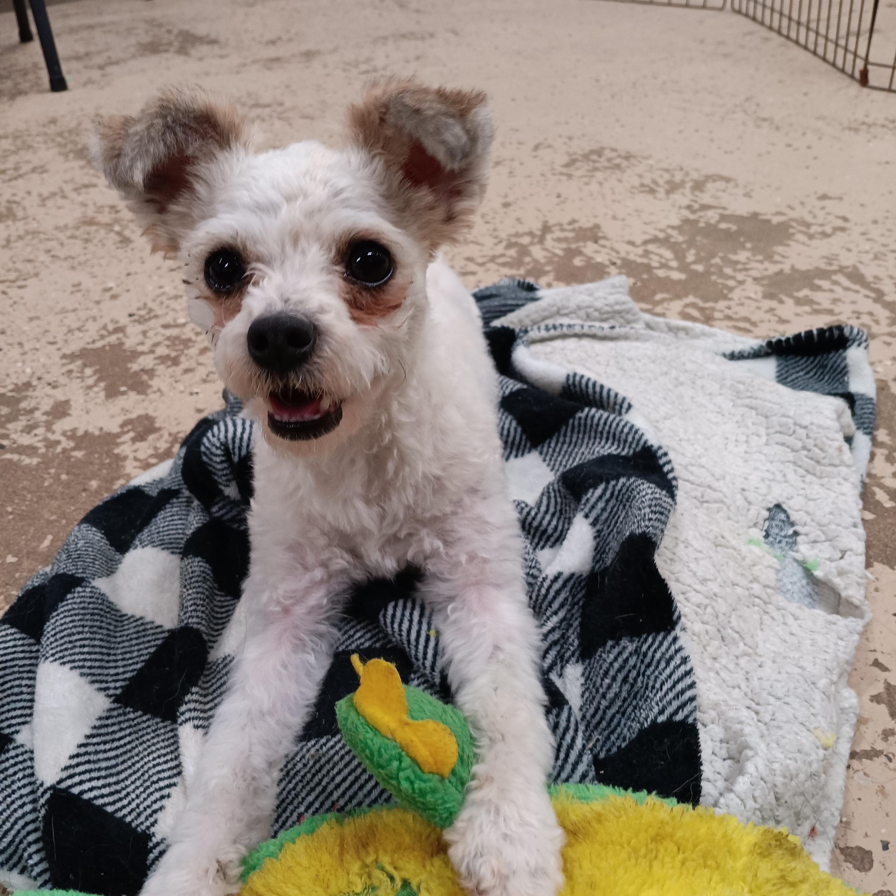 Pigeon, Adoptable, Young Male Maltese.