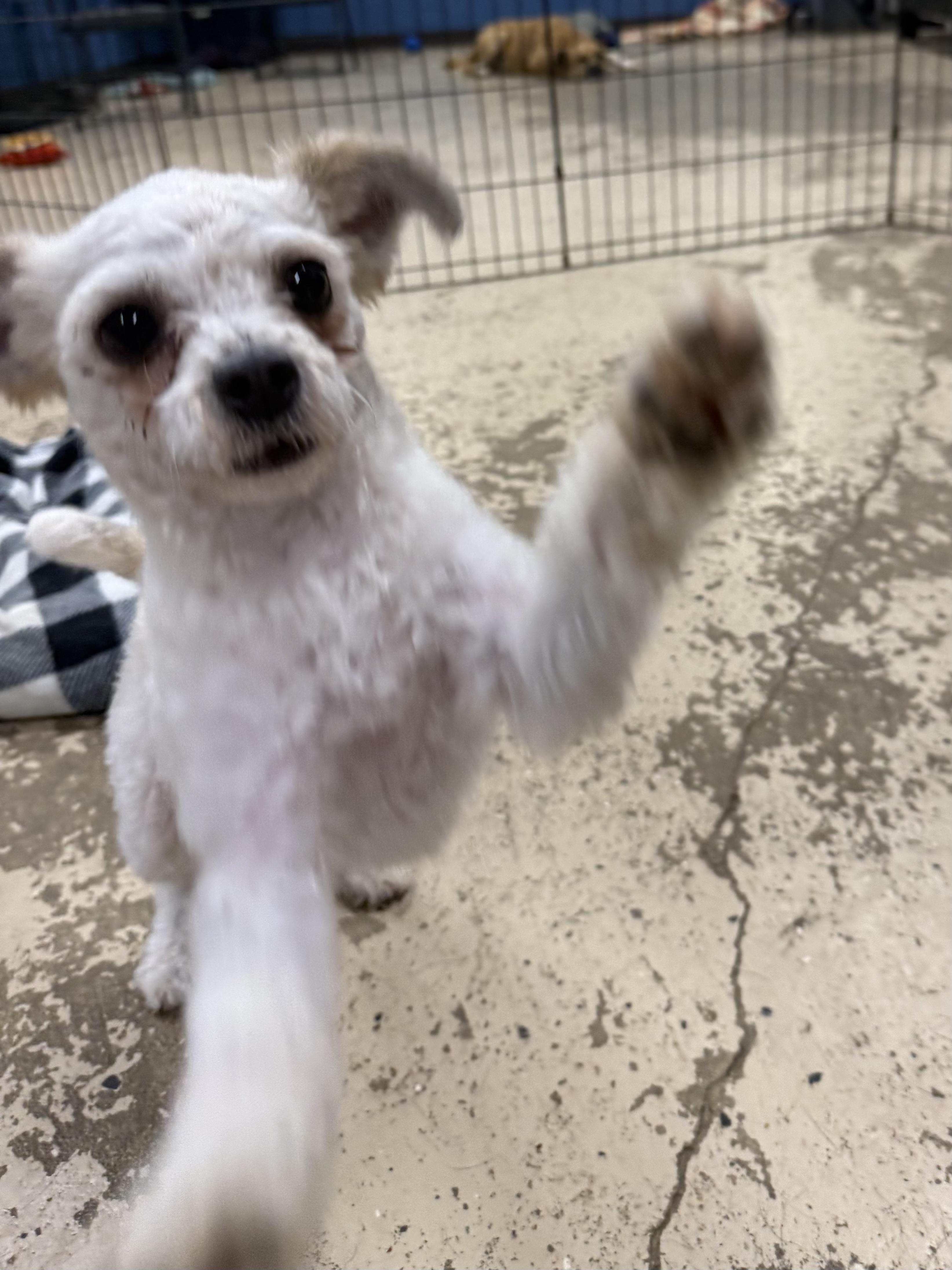Enlarge Pigeon, a Adoptable mixed breed in Indianapolis, IN image 5/6