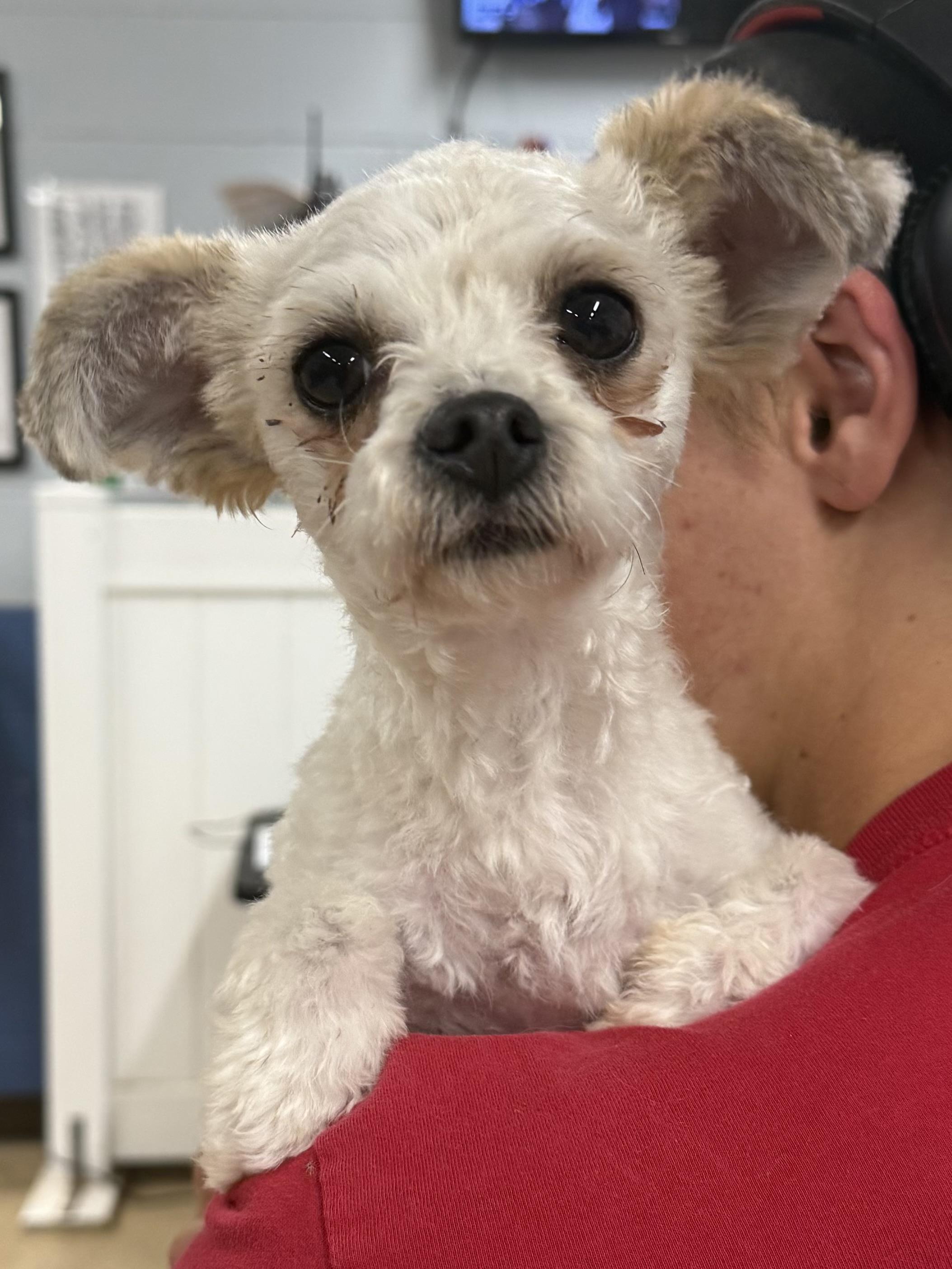 Enlarge Pigeon, a Adoptable mixed breed in Indianapolis, IN image 6/6