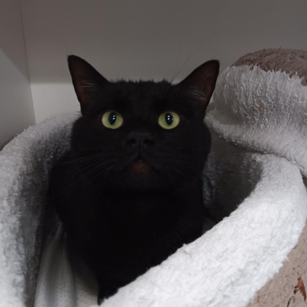 Olyver, Adoptable, Adult Male Domestic Short Hair.