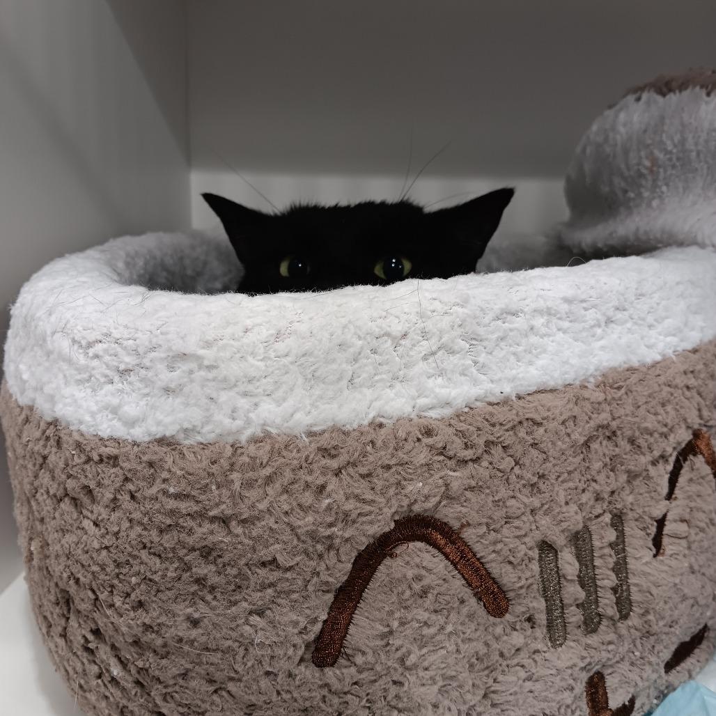 Olyver, a Adoptable Domestic Short Hair in Elizabeth City, NC image 2/2