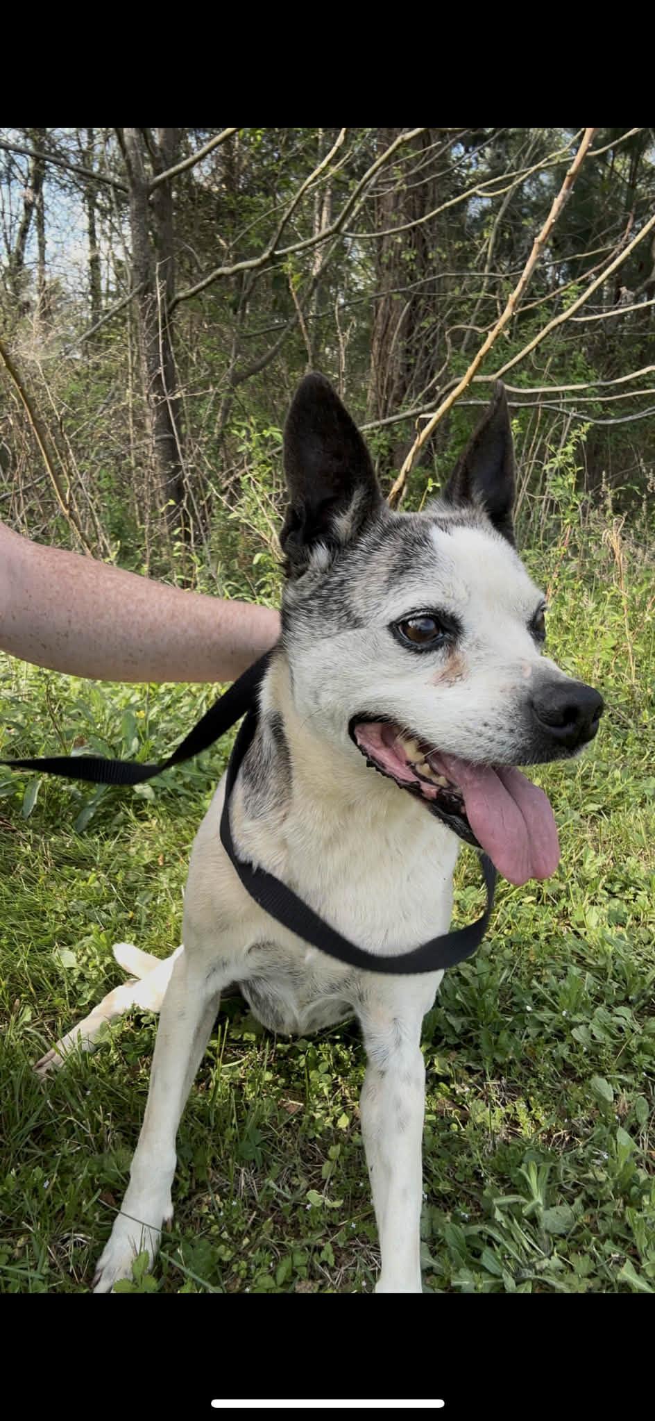 Daisy, ADOPTABLE, Adult Female Terrier & Chihuahua.