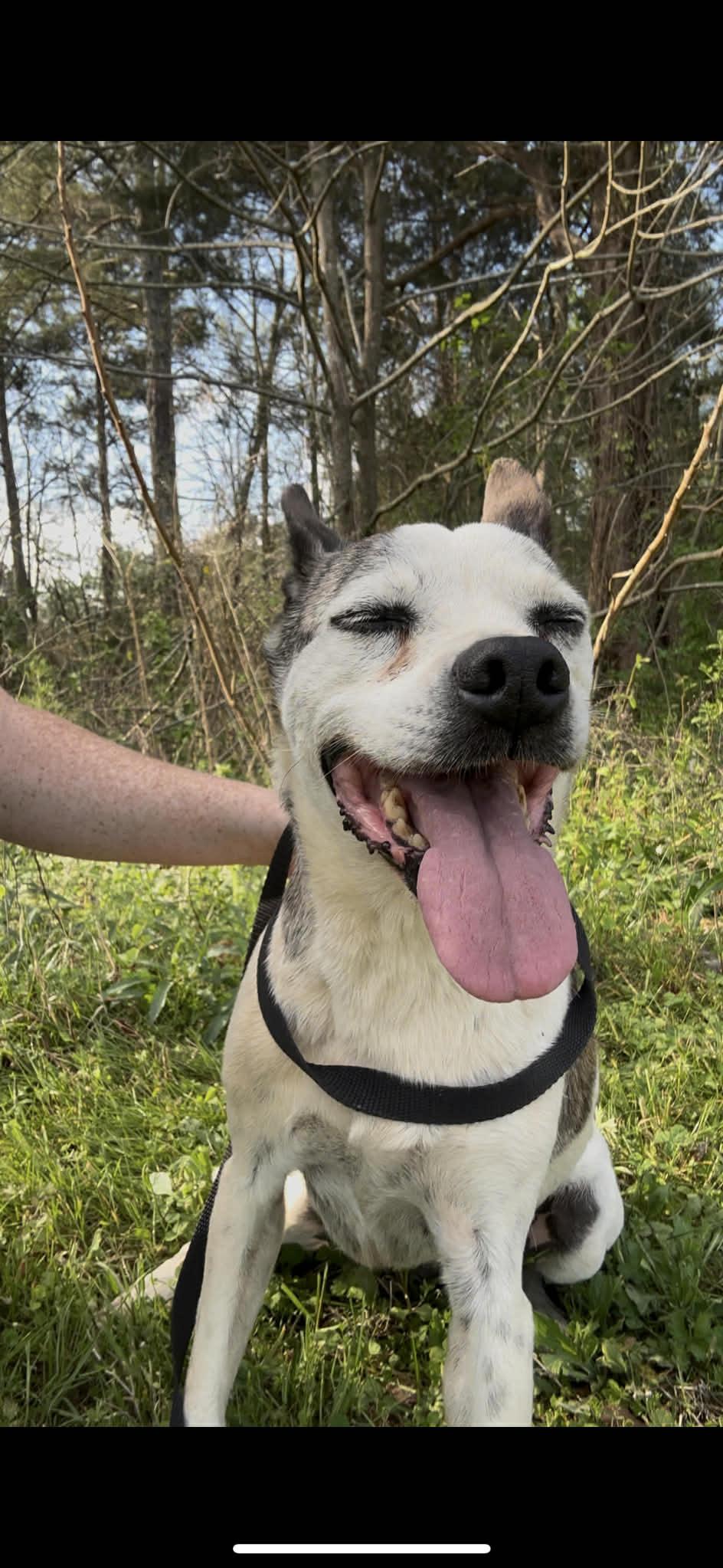 Enlarge Daisy, a ADOPTABLE mixed breed in Fort Payne, AL image 2/3