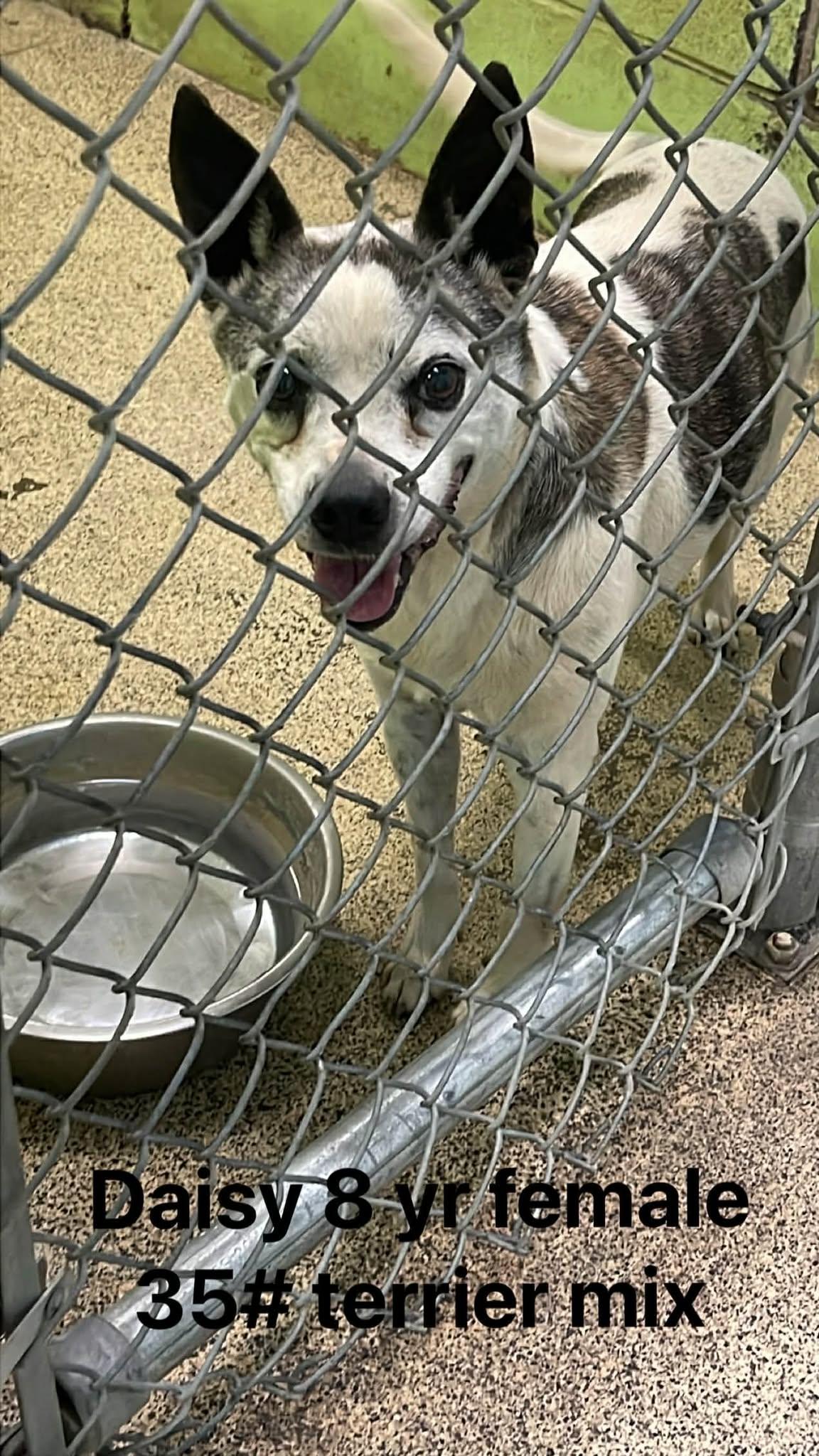 Enlarge Daisy, a ADOPTABLE mixed breed in Fort Payne, AL image 3/3